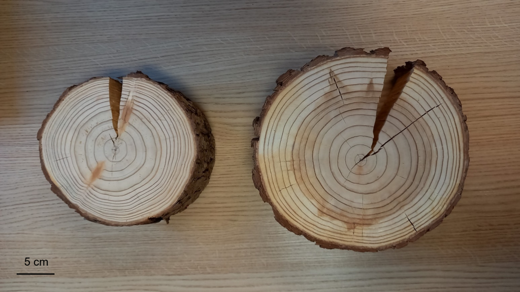 Vergleich der Durchmesser von Europäischer Lärche (links, ⌀ 19,5 cm) und einem Eliteklon der Titan-Lärche unter geeigneten Bedingungen (rechts, ⌀ 24,5 cm ) im Alter von 19 Jahren. Trotz der signifikant höheren Wuchsleistung der Titan-Lärche gibt es keine Unterschiede hinsichtlich der Holzeigenschaften im Vergleich zur Europäischen Lärche.